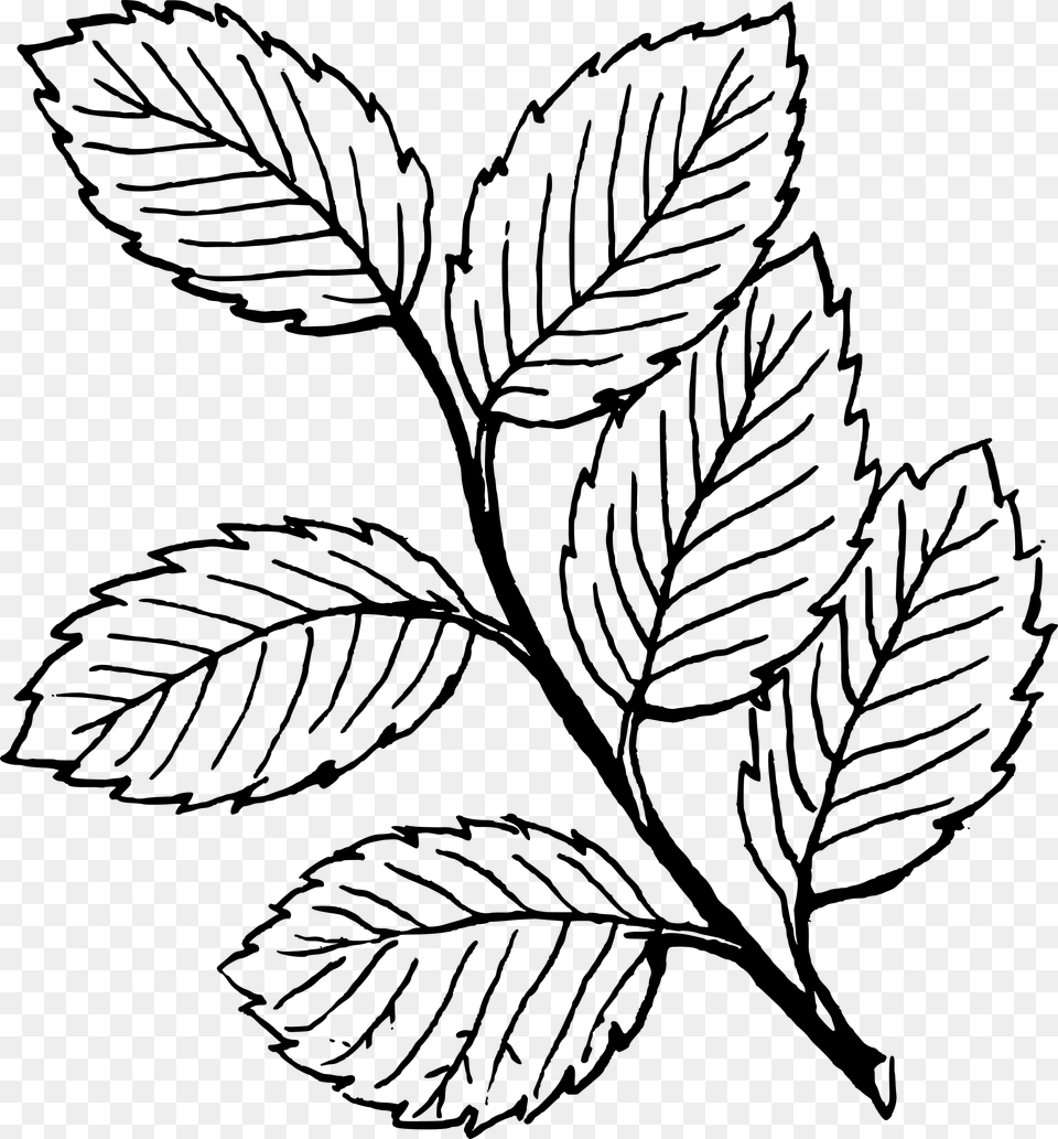 Black And White Leaves Clipart Group With Items, Gray Png