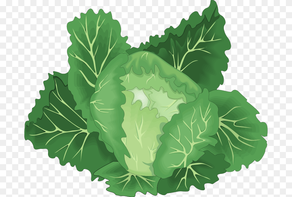 Black And White Library Collection Of Collards Green Vegetable Vector, Food, Leafy Green Vegetable, Plant, Produce Png Image