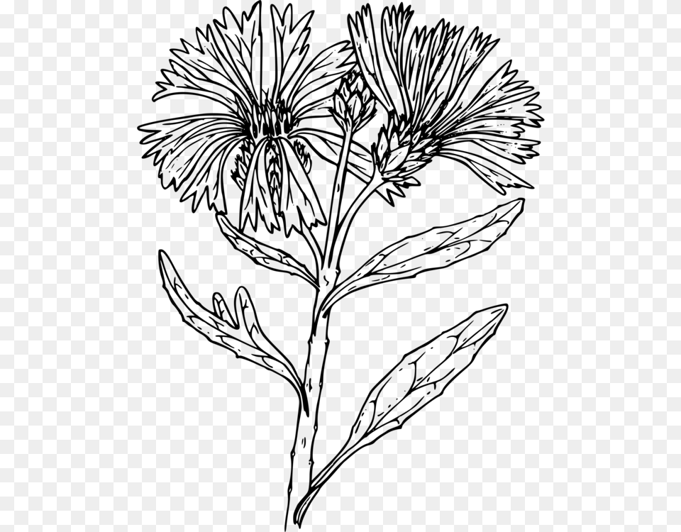 Black And White Line Art Floral Design Drawing Flower Drawings Of Bachelor Button Flowers, Gray Free Transparent Png