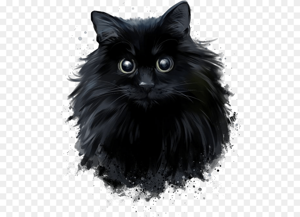 Black And White Norwegian Forest Cat, Animal, Black Cat, Mammal, Pet Png Image