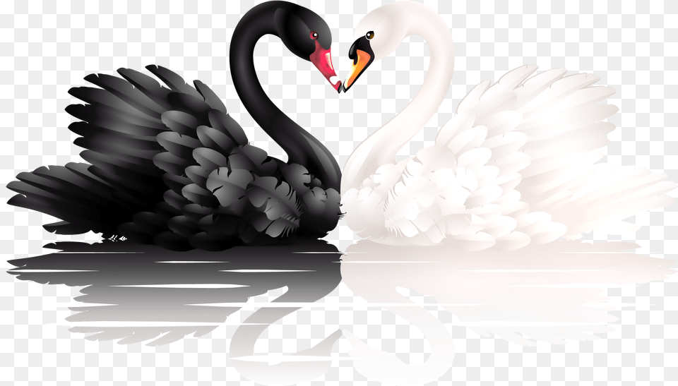 Black And White Of Shapes White And Black Swan, Animal, Bird, Waterfowl, Black Swan Free Png Download
