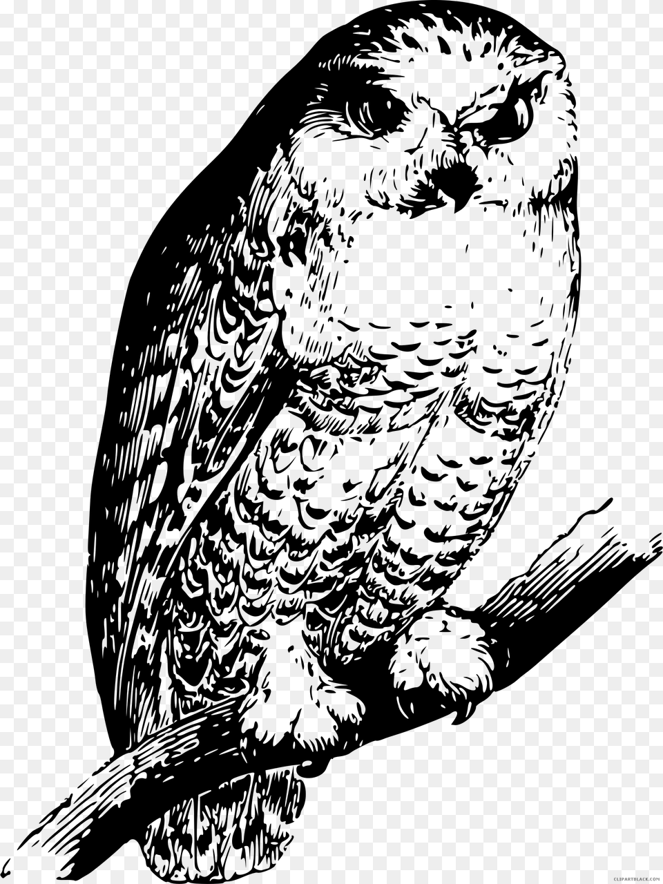 Black And White Owl Clipart Screech Owl, Gray Png Image