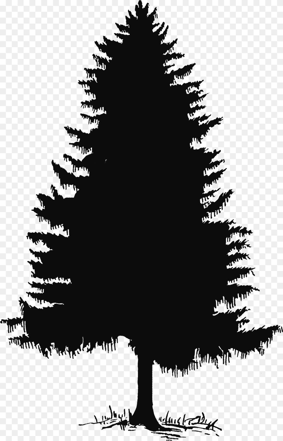 Black And White Pine Tree, Plant, Silhouette, Fir, Stencil Free Transparent Png