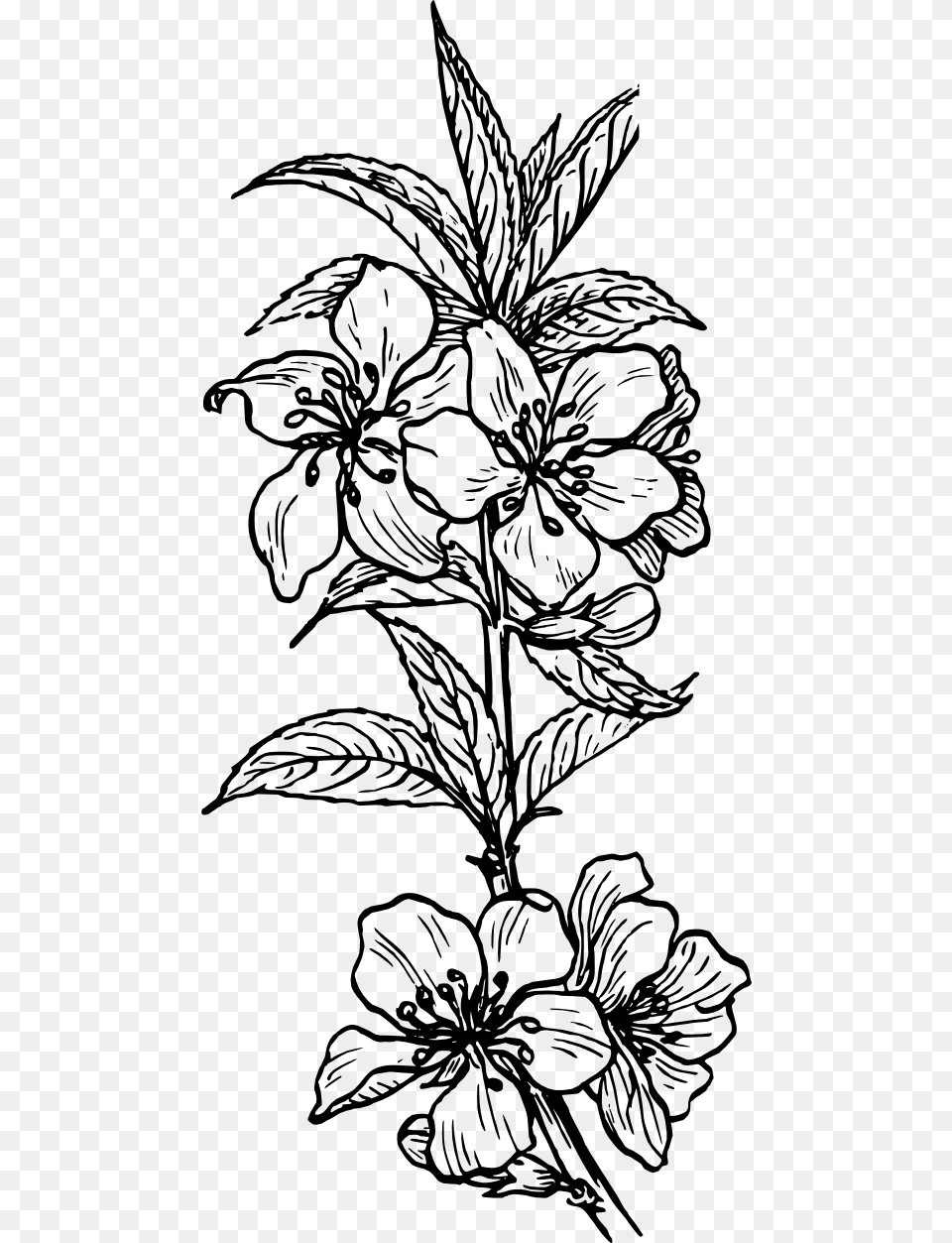 Black And White Plant Images Images Pictures Plant Line Art, Drawing, Floral Design, Graphics, Pattern Free Png