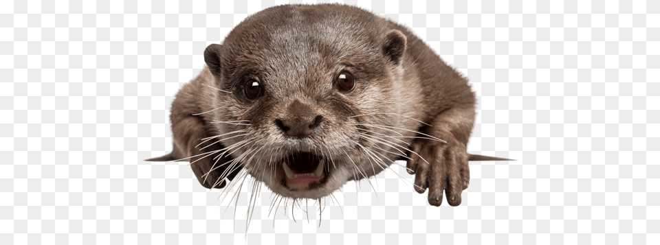 Black And White Premium Stock Photos Asian Small Clawed Otter Transparent, Animal, Bear, Mammal, Wildlife Png