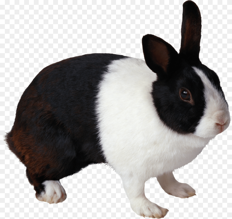 Black And White Rabbit Free Png