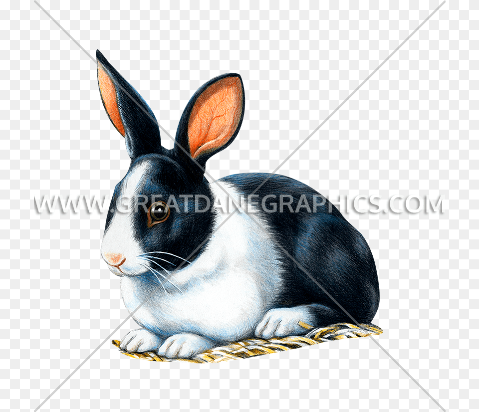 Black And White Rabbit Production Ready Artwork For T Animation, Animal, Mammal, Cat, Pet Png Image