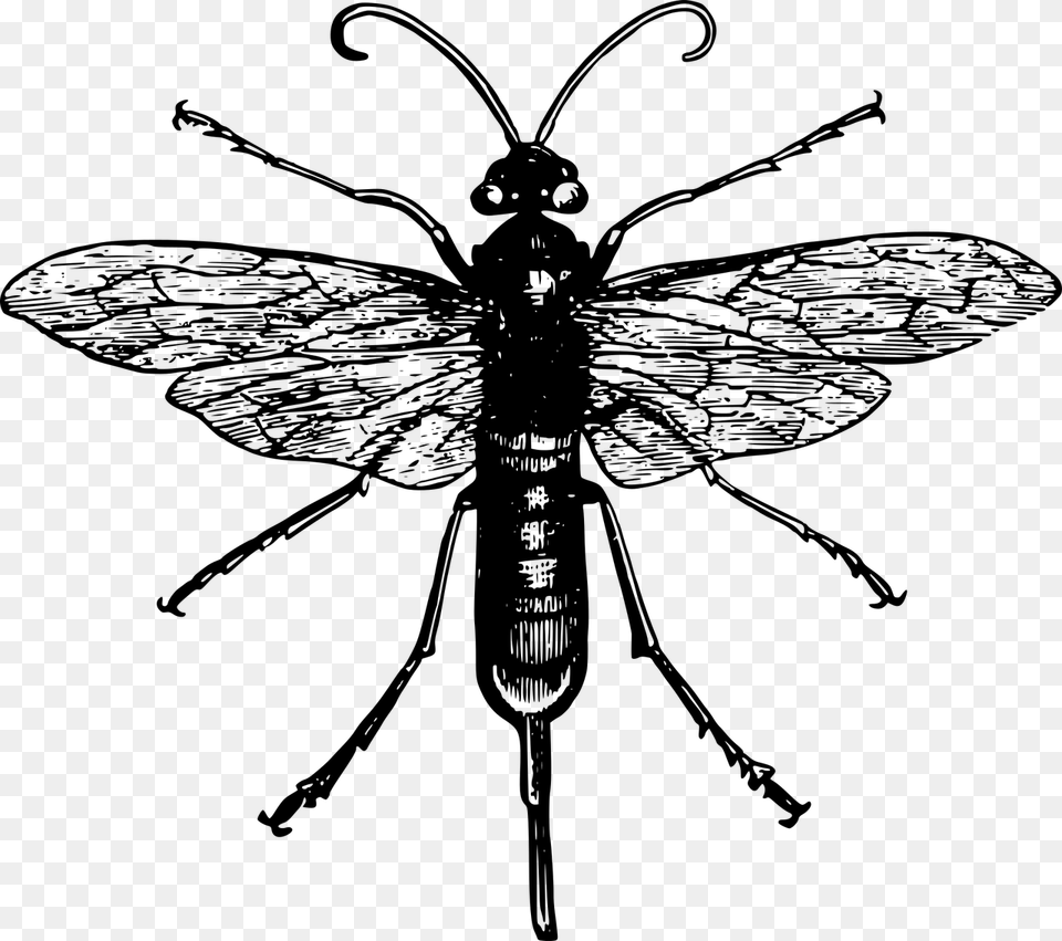 Black And White Robber Fly, Gray Free Png