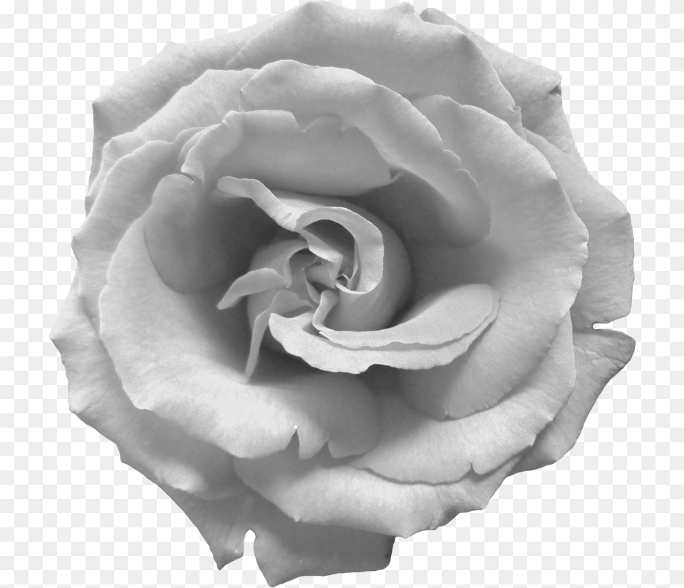 Black And White Rose, Flower, Plant, Petal Png Image