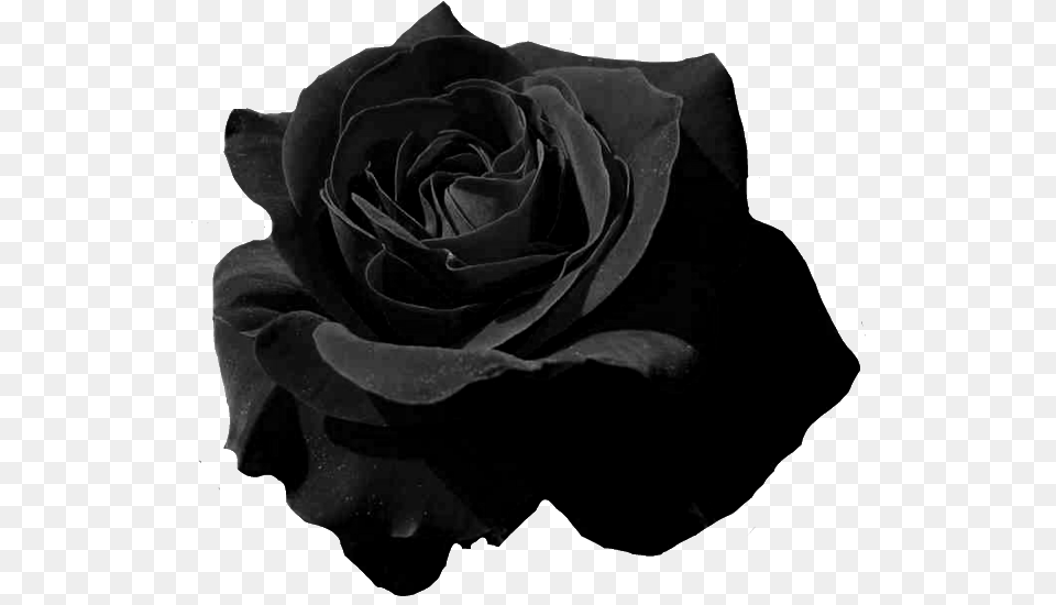 Black And White Roses, Flower, Plant, Rose Free Transparent Png