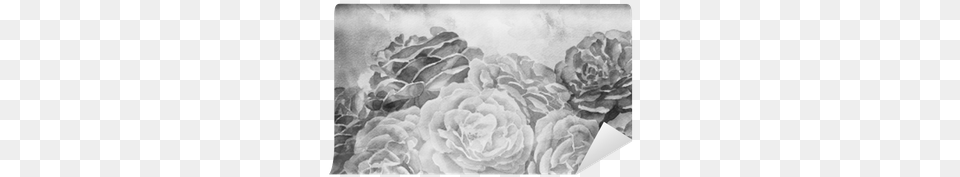 Black And White Roses In Hand Painted Watercolor Background Watercolor Painting, Art, Drawing, Flower, Plant Free Png