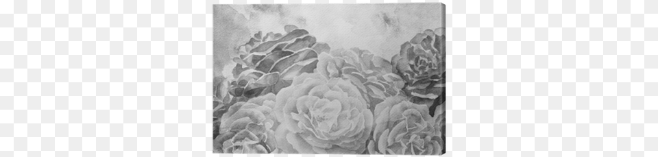 Black And White Roses In Hand Painted Watercolor Background Watercolor Painting, Art, Drawing Free Transparent Png