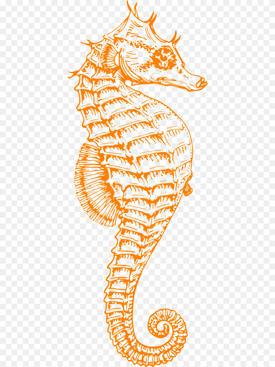 Black And White Seahorse, Animal, Mammal, Sea Life, Person Free Png Download