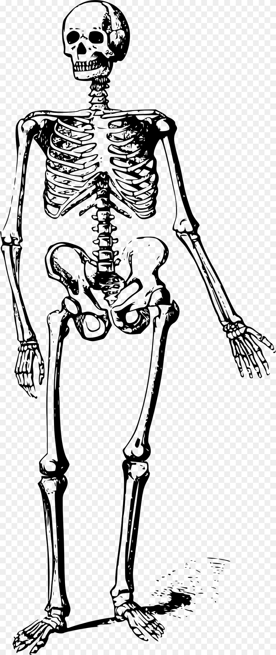 Black And White Skeleton, Gray Png