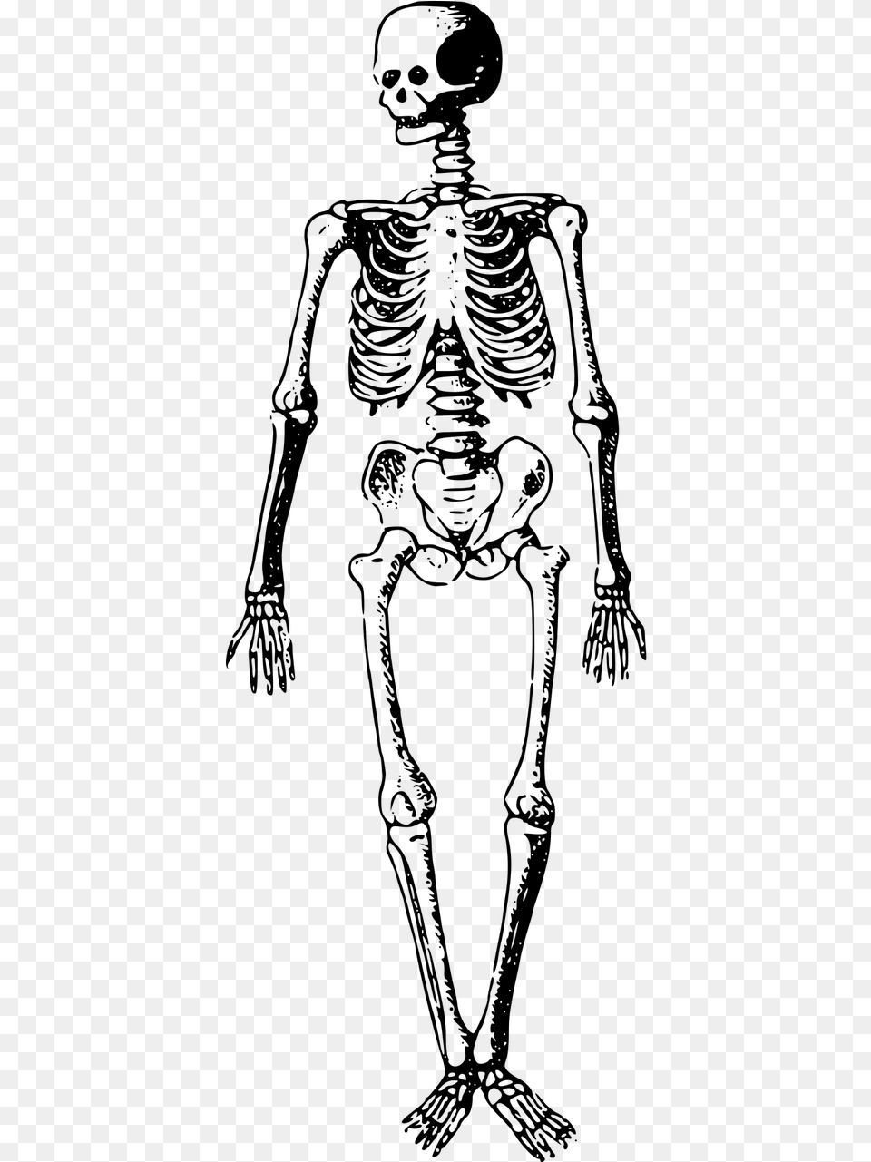 Black And White Skeleton Clipart, Gray Png