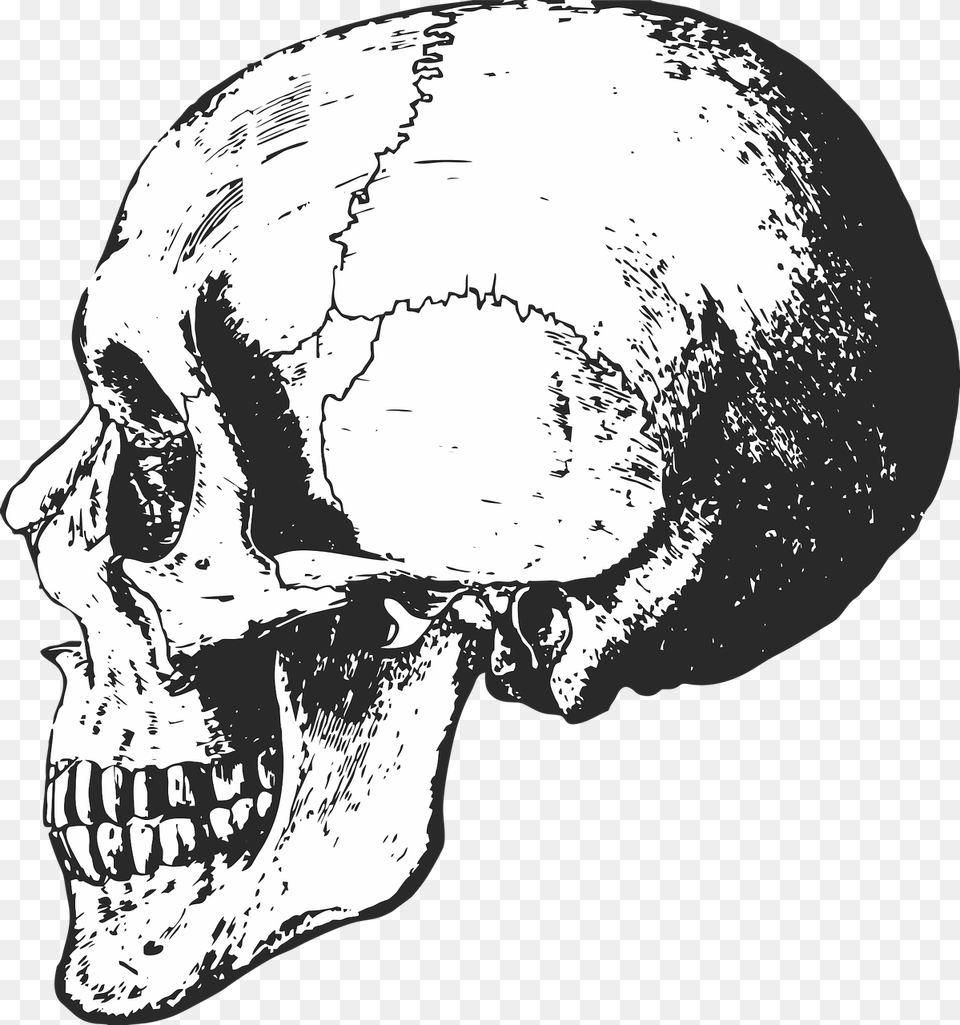 Black And White Skeleton Skull, Adult, Male, Man, Person Png Image