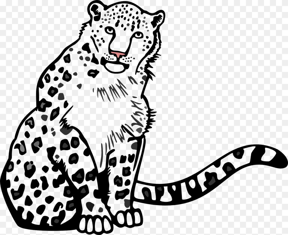 Black And White Stock Collection Of Drawing Outline Snow Leopard Vector, Fireworks, Outdoors, Nature Png