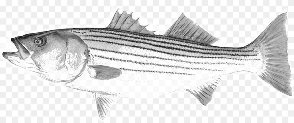 Black And White Striped Bass Illustration, Animal, Fish, Sea Life, Bonito Free Png