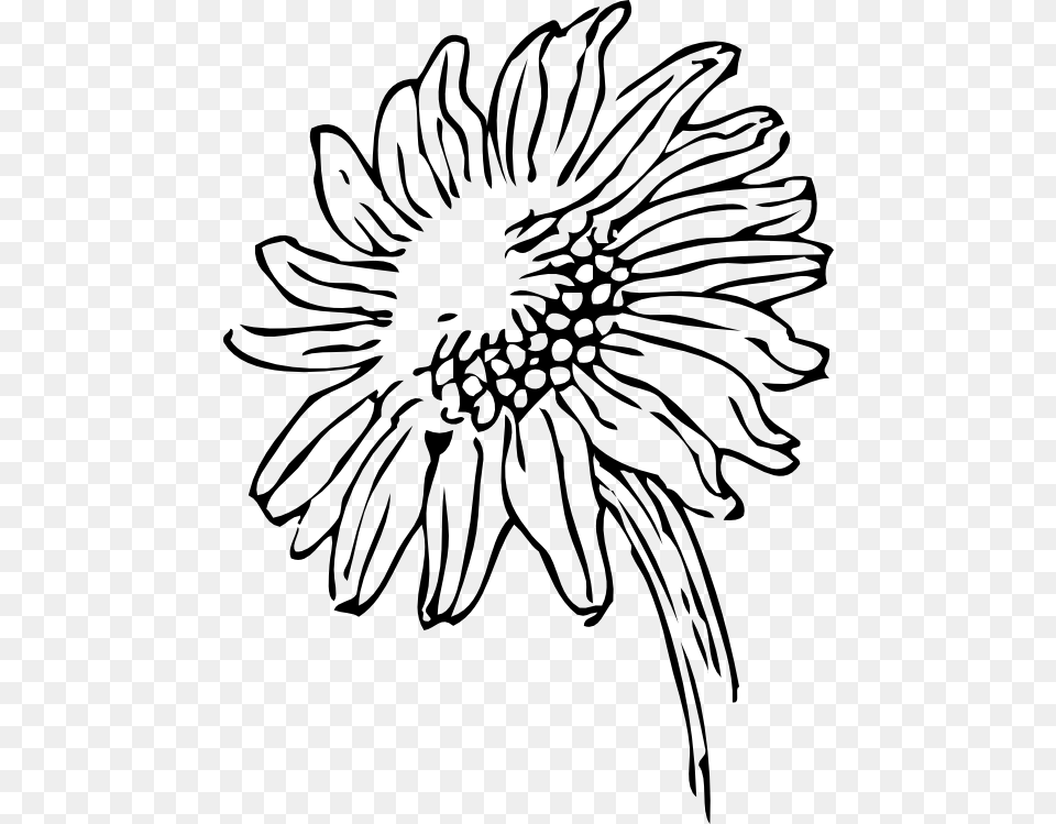 Black And White Sunflower Clip Art, Daisy, Flower, Plant, Stencil Png Image
