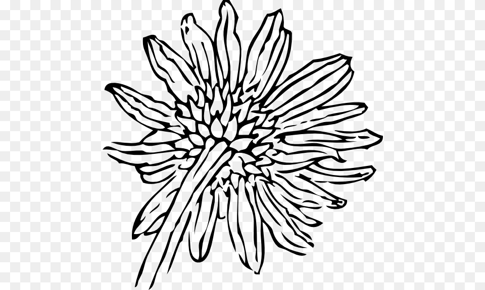 Black And White Sunflower Clip Art, Dahlia, Flower, Plant, Drawing Png