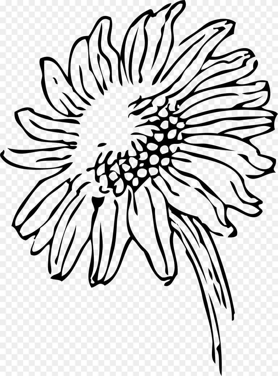 Black And White Sunflower Clipart, Gray Free Transparent Png