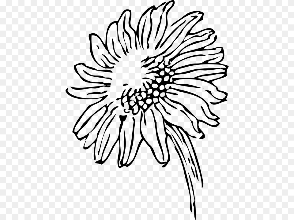Black And White Sunflower Clipart, Gray Free Png Download