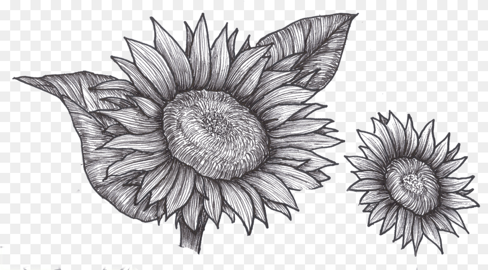 Black And White Sunflower Art, Plant, Drawing, Flower Free Png Download