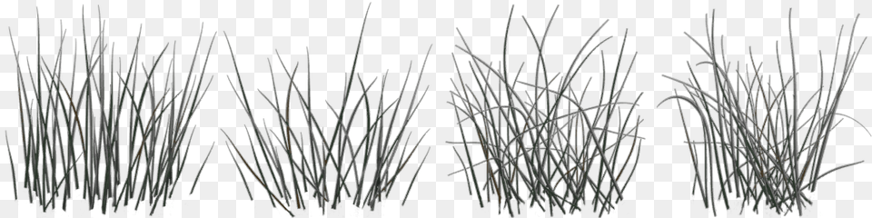 Black And White Texture Long Grass, Plant, Reed, Agropyron Free Png Download