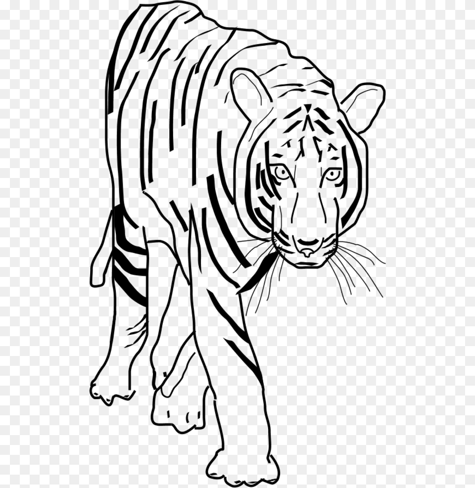 Black And White Tiger Clip Art, Gray Png Image
