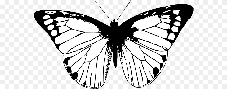 Black And White Transparent Background Butterfly, Person, Animal, Insect, Invertebrate Free Png Download