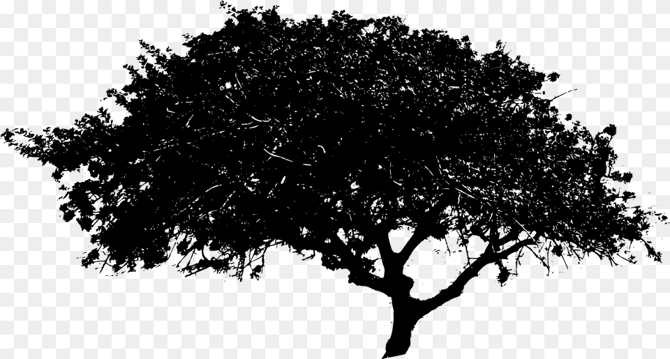 Black And White Tree, Gray Free Png Download