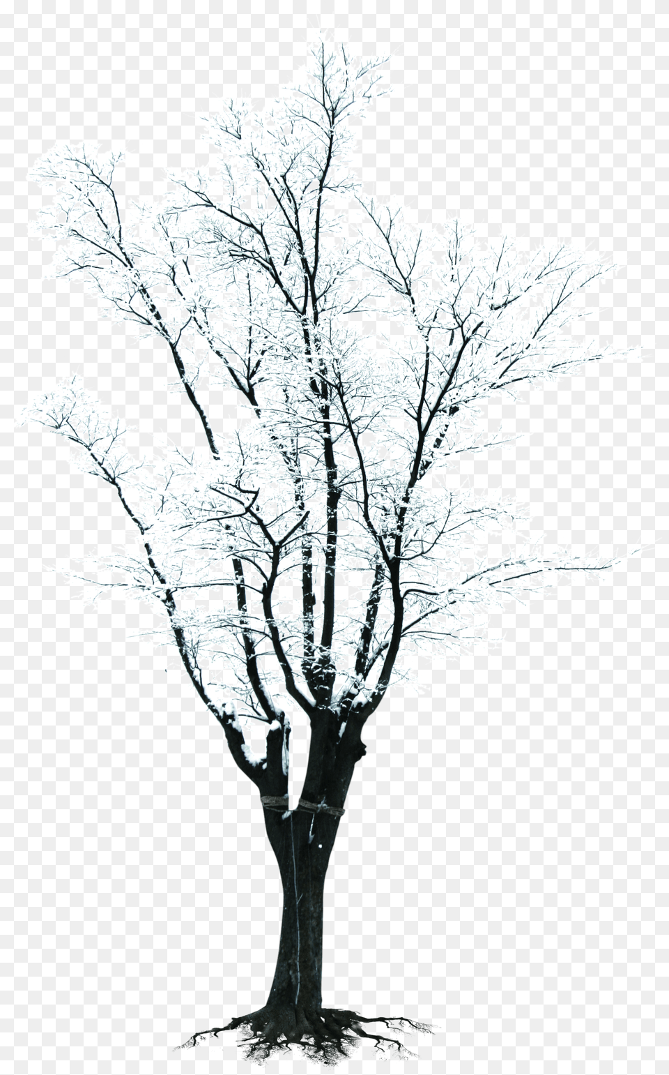Black And White Tree Branch Clipart Banner Tree Branch Winter Snow Tree Clipart Free Png