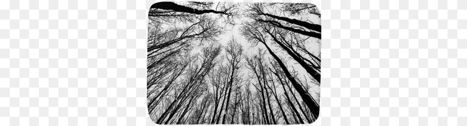 Black And White Trees, Grove, Land, Nature, Outdoors Free Png Download
