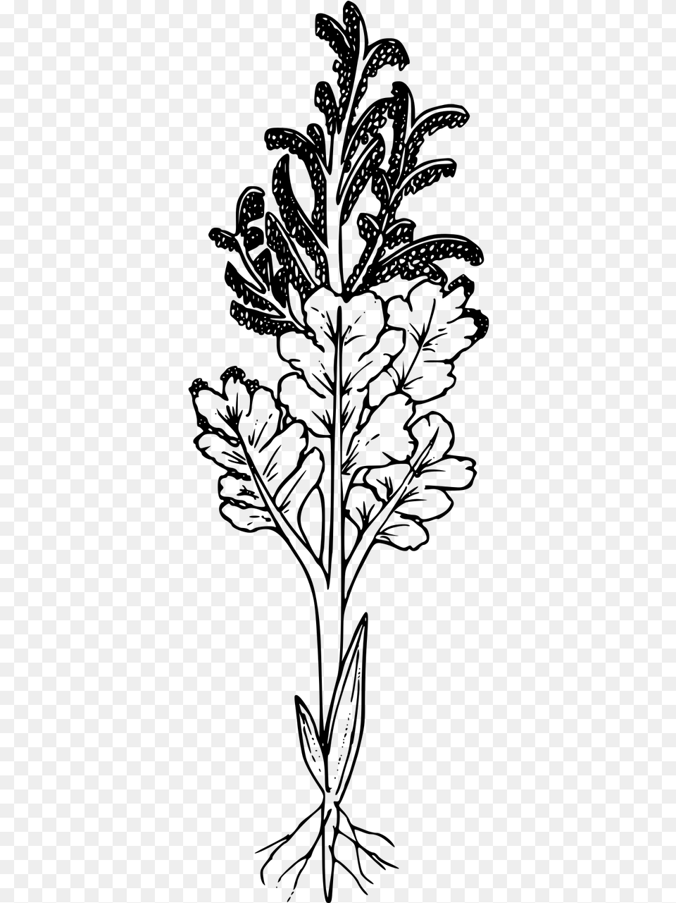 Black And White Wildflower No Background, Gray Free Png