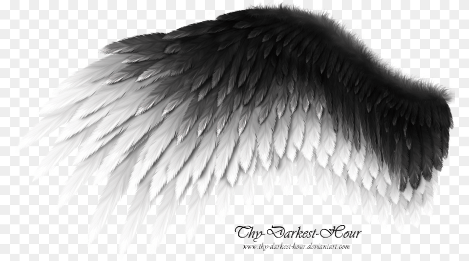 Black And White Wings, Animal, Bird, Angel, Accessories Free Transparent Png