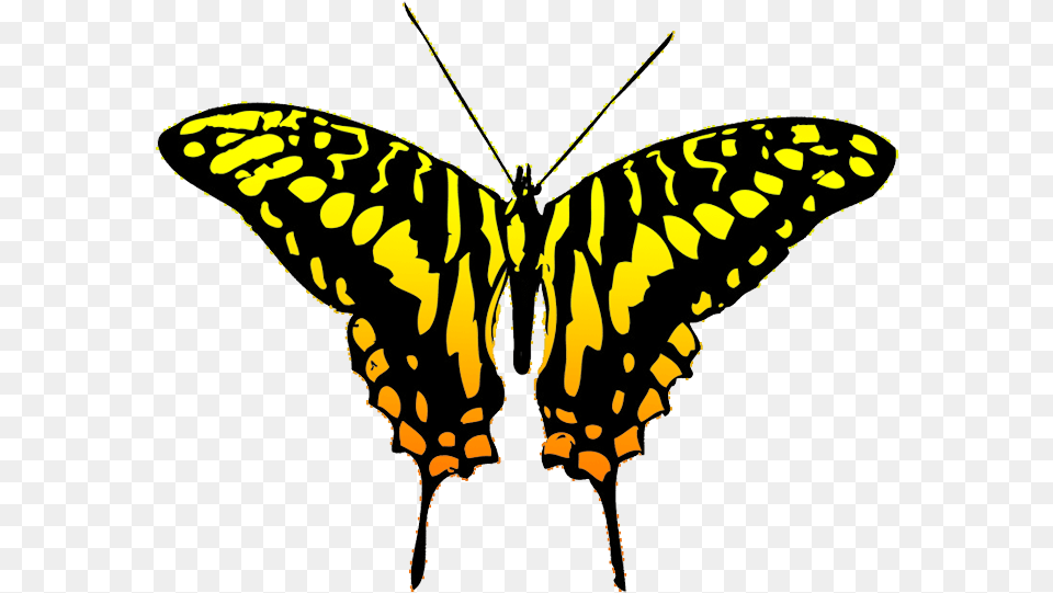 Black And Yellow Butterfly Clipart Black And Grey Butterfly, Animal, Insect, Invertebrate, Spider Free Transparent Png