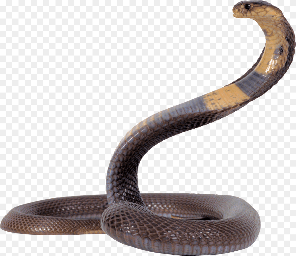 Black And Yellow Snake Image Snake, Animal, Cobra, Reptile Png