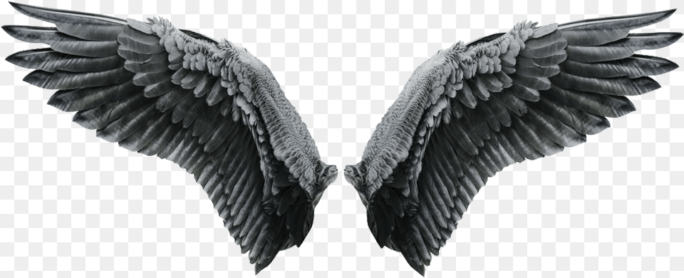 Black Angel Wings, Animal, Bird, Vulture, Flying Free Transparent Png