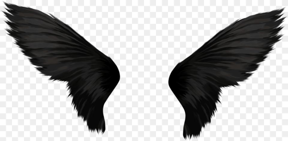 Black Angel Wings, Animal, Bird Free Png