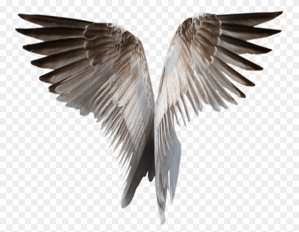 Black Angel Wings, Animal, Bird, Flying, Seagull Png