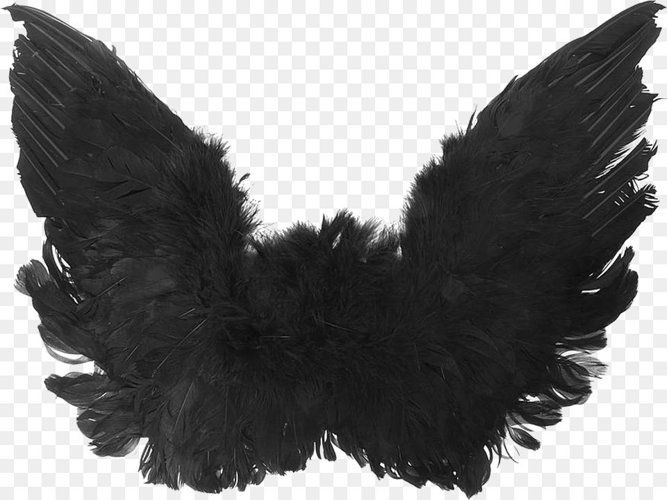 Black Angel Wings High Quality Image Black Angel Wings, Animal, Bird, Blackbird, Accessories Free Transparent Png