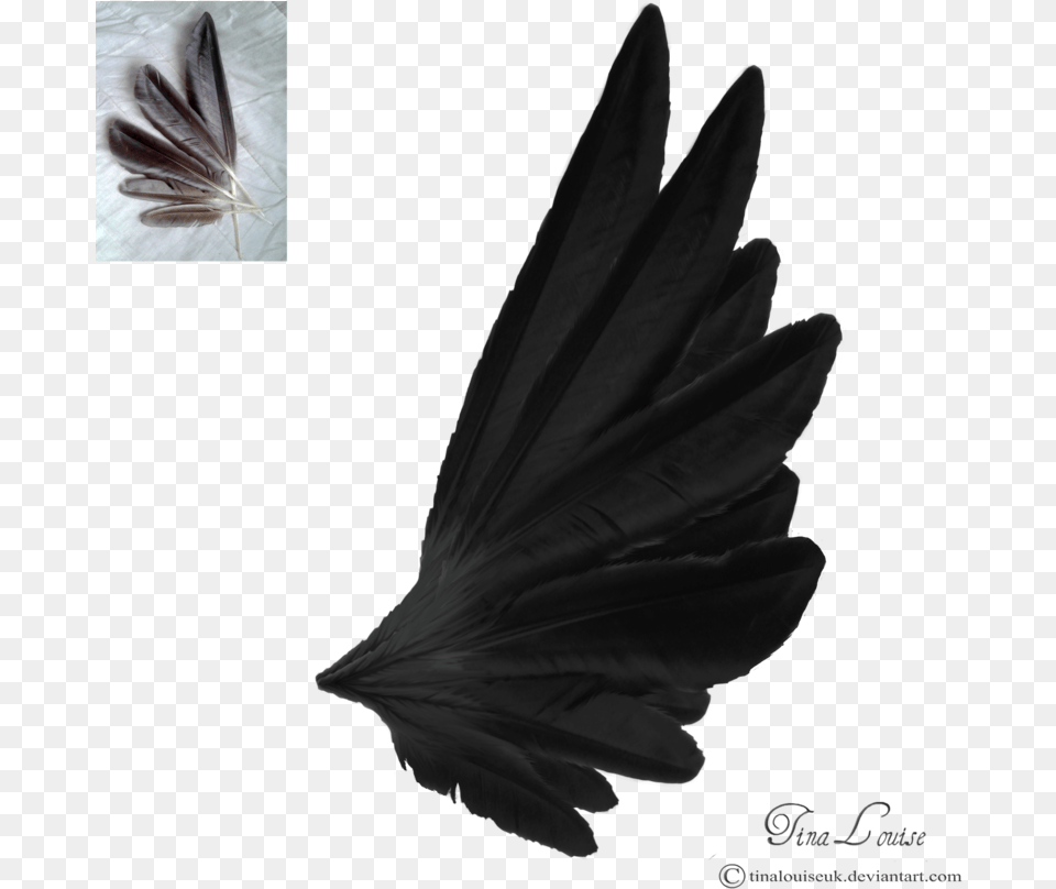 Black Angel Wings Side View, Plant, Flower Free Png