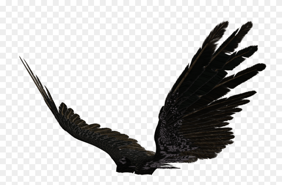Black Angel Wings Transparent Vector Clipart, Animal, Bird, Flying, Vulture Png