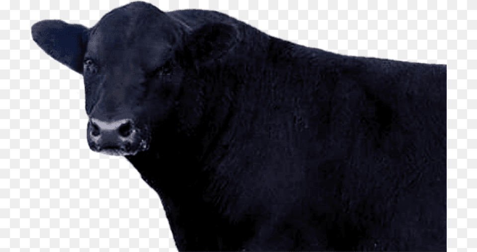Black Angus Beef, Animal, Bull, Cattle, Livestock Free Png Download
