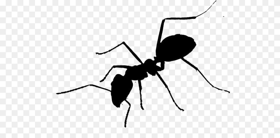 Black Ant Cartoon Tangle Web Spider, Animal, Insect, Invertebrate Png