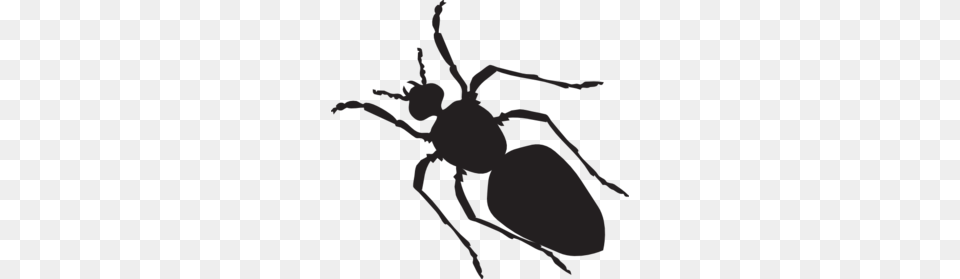 Black Ant Silhouette Clip Art For Web, Animal, Person, Insect, Invertebrate Free Png