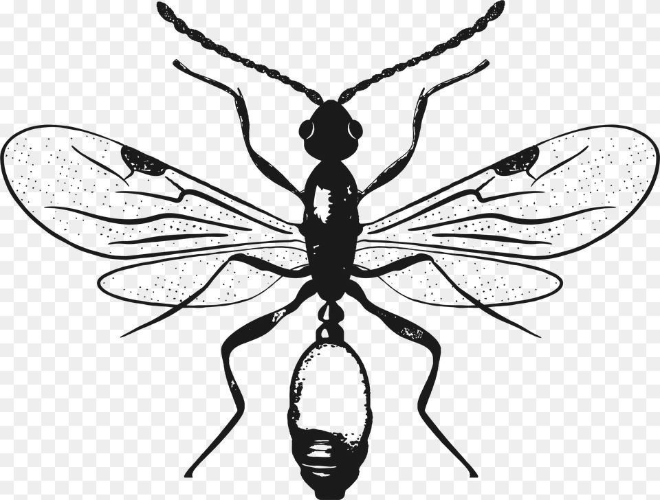 Black Ants, Animal, Invertebrate, Insect, Bee Free Transparent Png