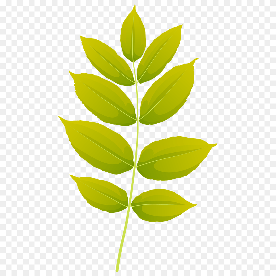 Black Ash Autumn Leaf Clipart, Green, Plant, Tree Png Image