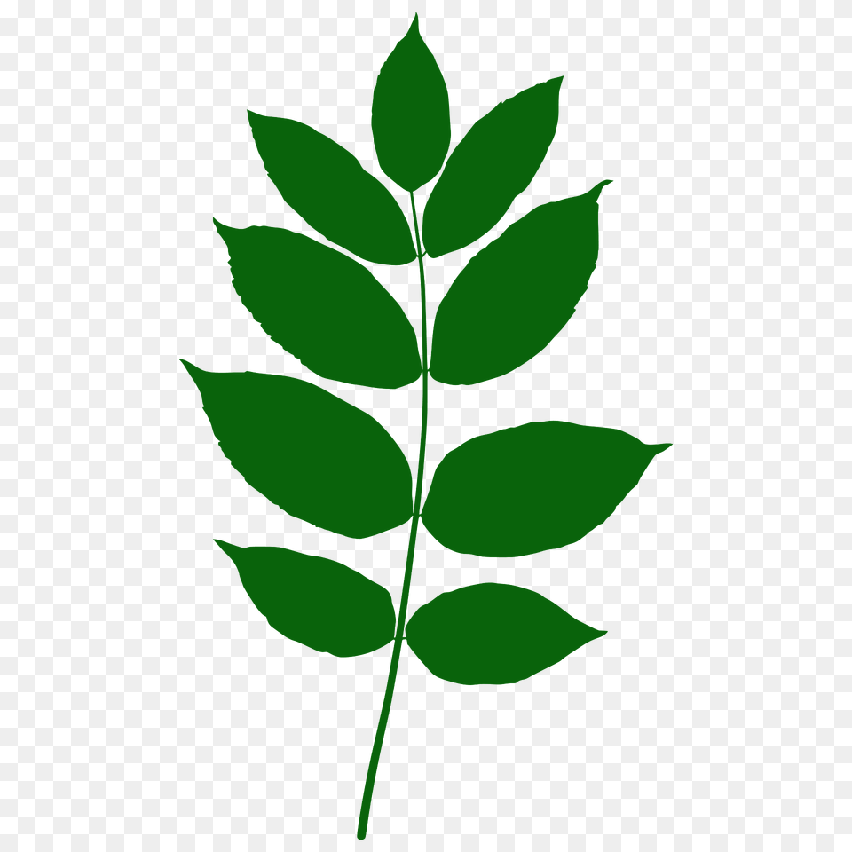 Black Ash Leaf Silhouette, Green, Herbal, Herbs, Plant Png Image