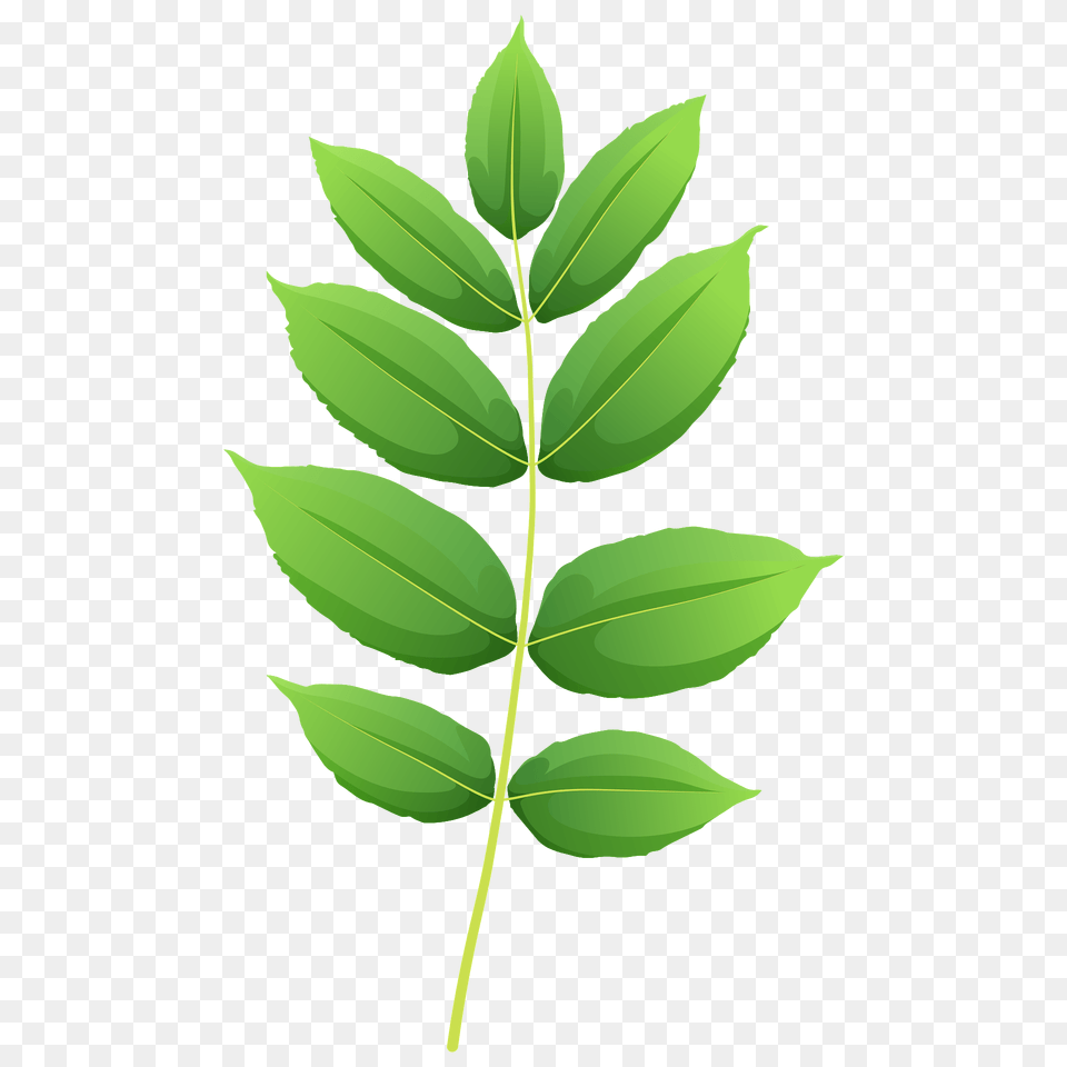 Black Ash Spring Leaf Clipart, Plant, Green, Tree, Herbal Png